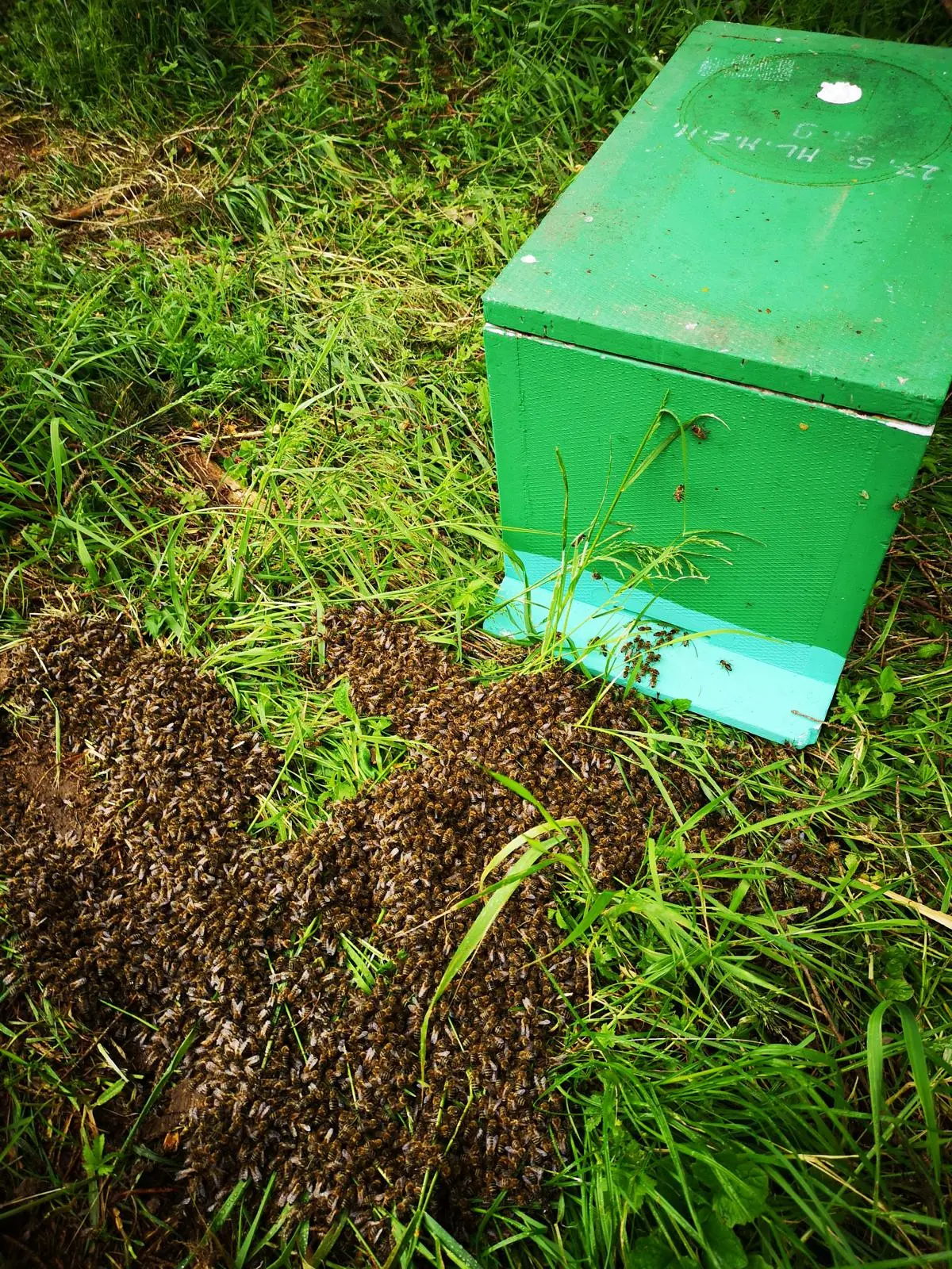 Utrinki iz čebelnjaka 32